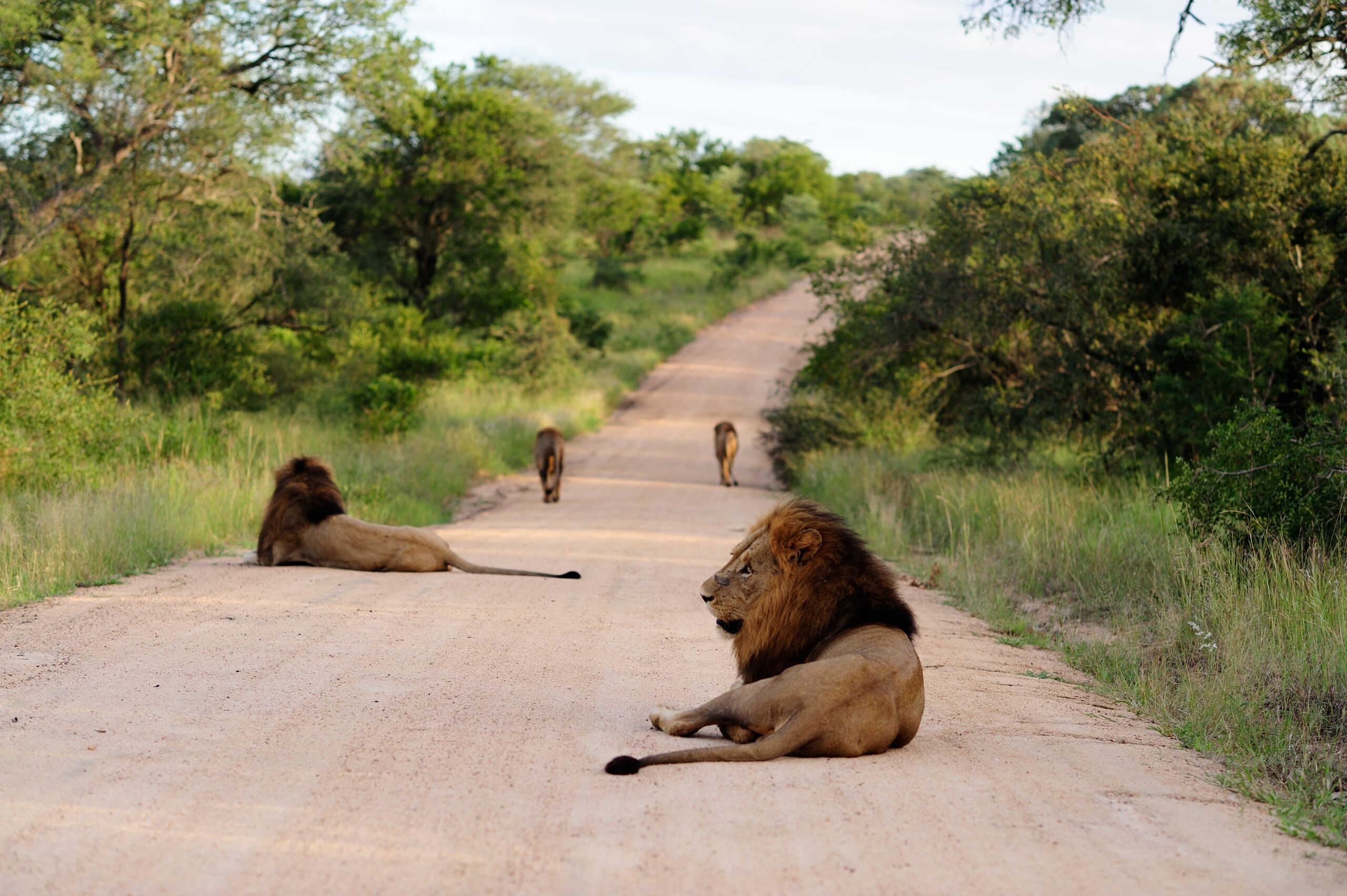 Home group of magnificent lions on a gravel road surrounded by grassy fields and trees